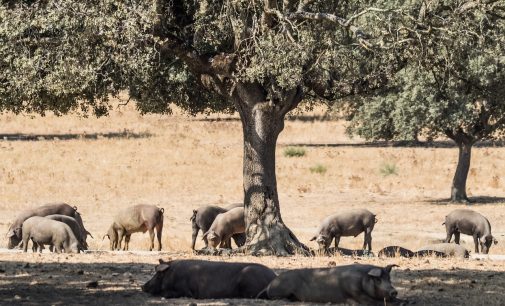 Extremadura: Valor real de determinados bienes inmuebles de naturaleza rústica
